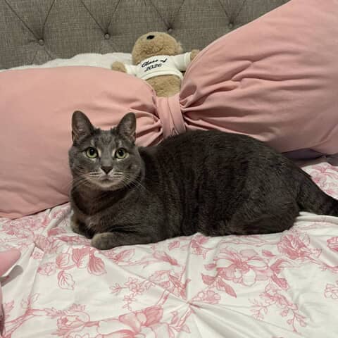 Gemma