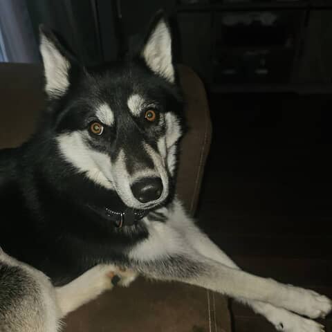 Sheba