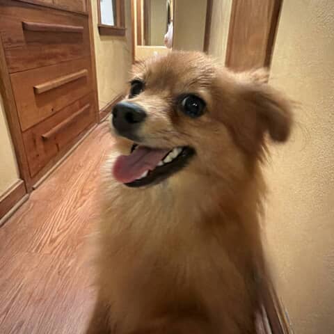 ROSIE