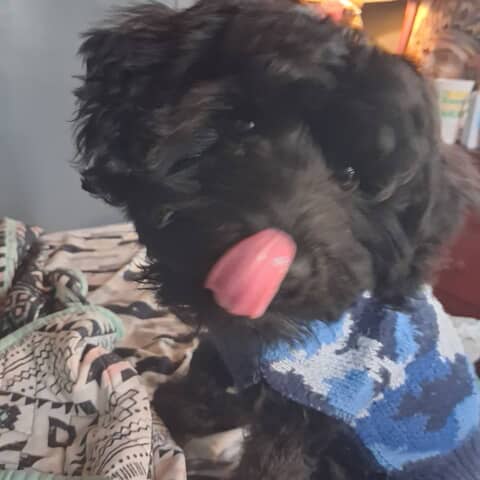 Samuel