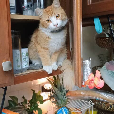 Pumpkin