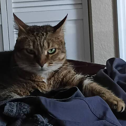 Simba
