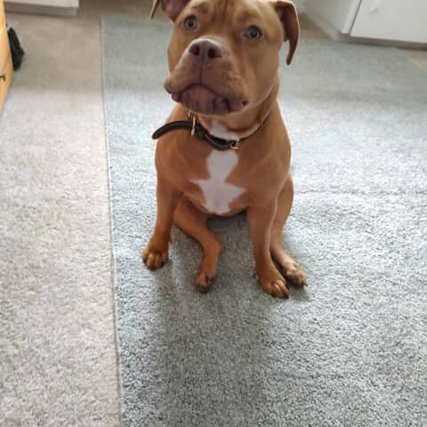 Bella
