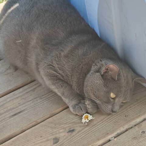 Capone