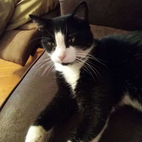 Oreo