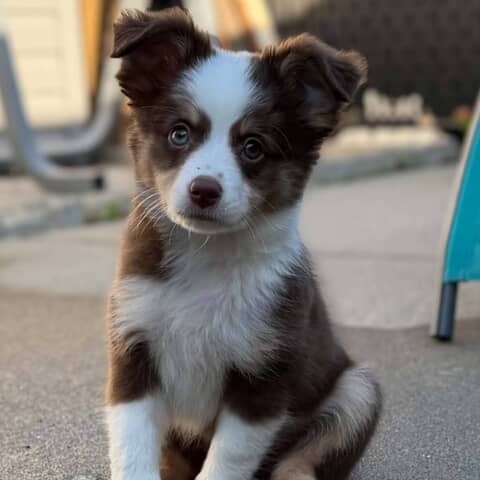 Maple