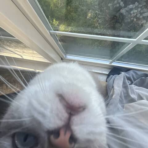 castiel