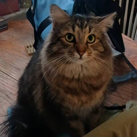 Tiggz