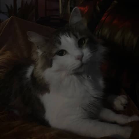 mimi