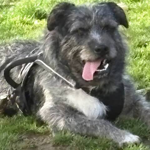 Bo