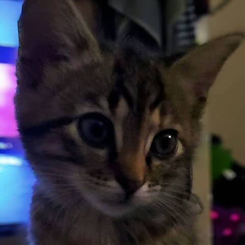 Willow