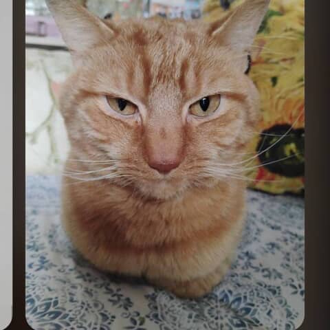 Simba