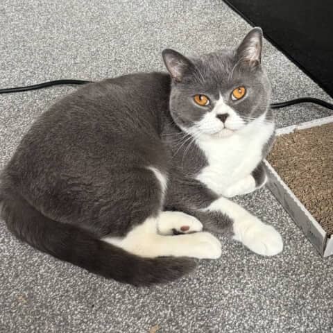 Tommy