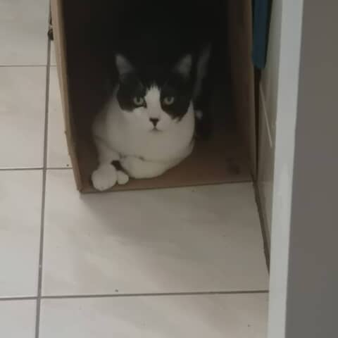 Boubou