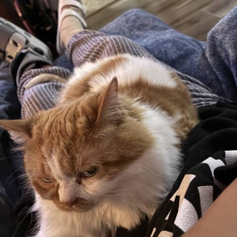 Ginger
