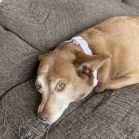 Dulce