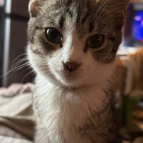 Sox