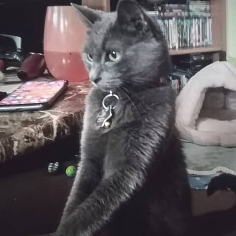 Bella