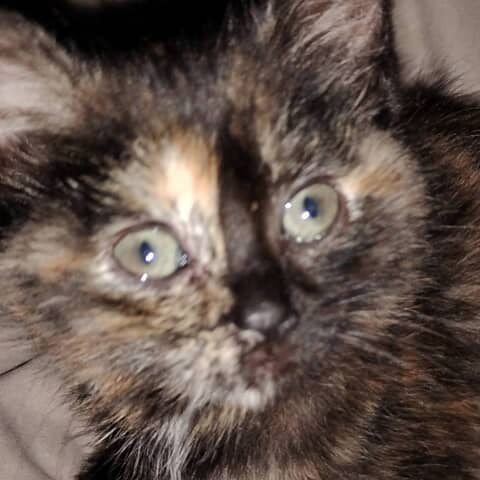 Trixie
