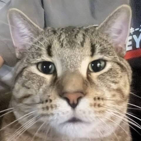 Enzo