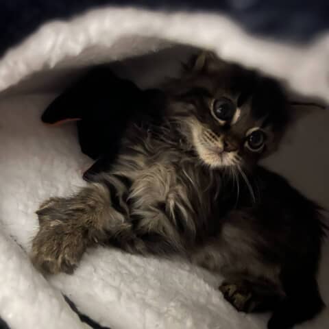 Salem
