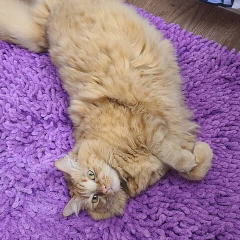 Ginger
