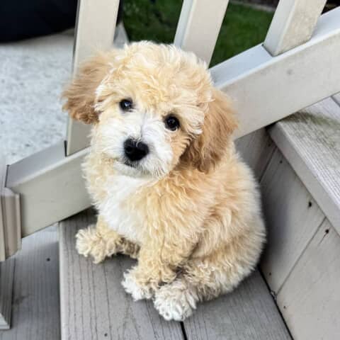 Daisy