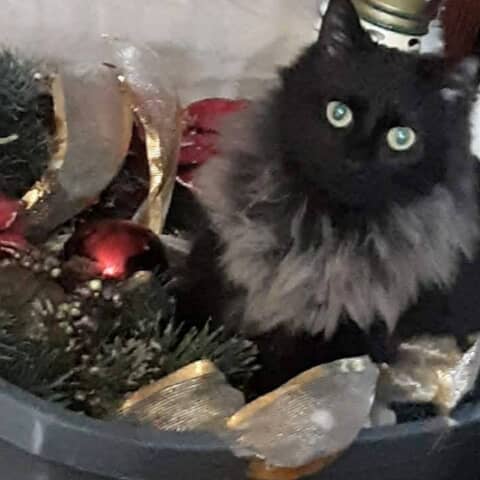 Coco