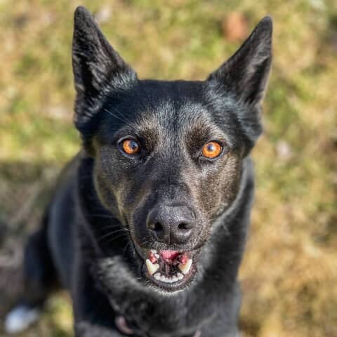 Nalla