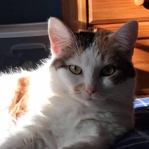 Willow
