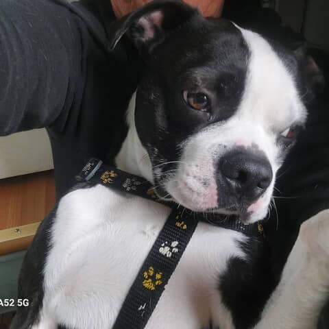 Boscoe