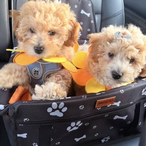Nyla and Apollo