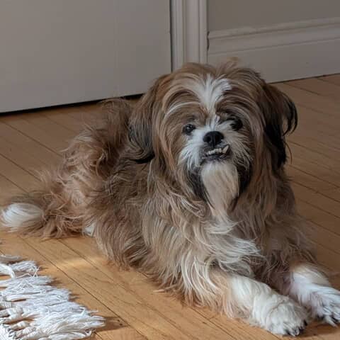 Gizmo