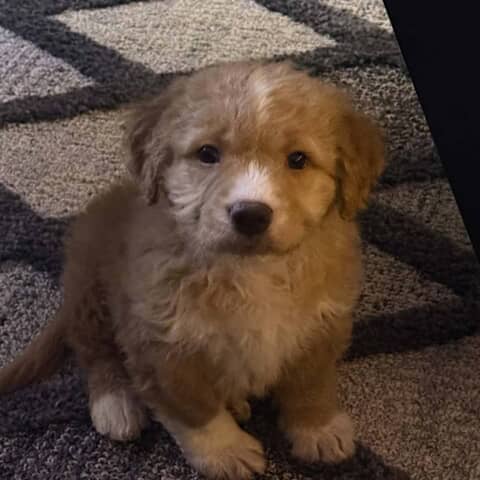 Milo
