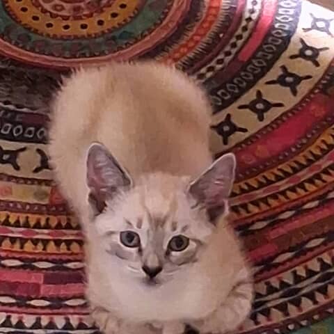 Izzy