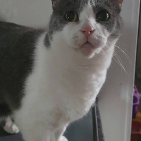 Kitty-Katt