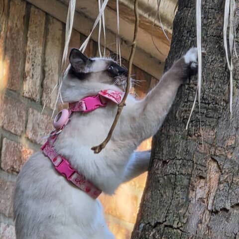 Ms. Prissy