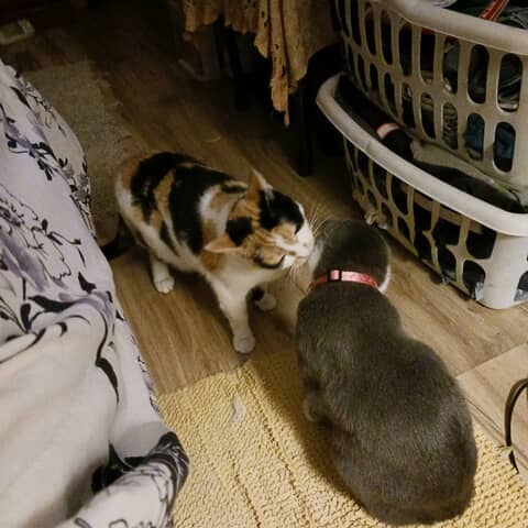 Cc and smokie