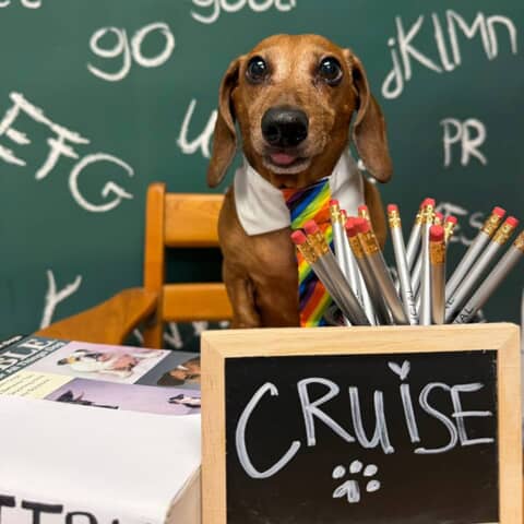 Cruise