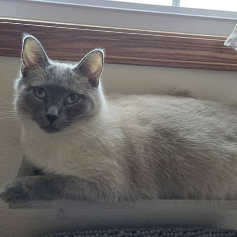 Buddy
