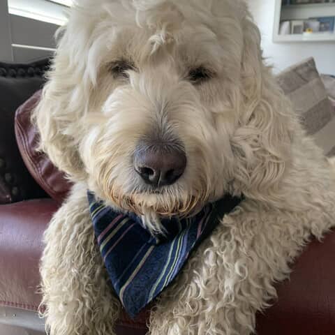 Archie