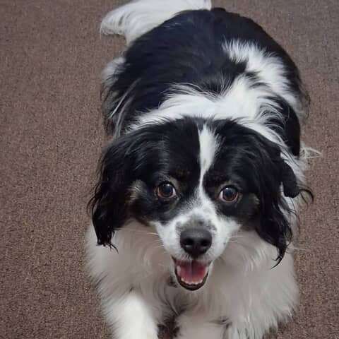Oreo