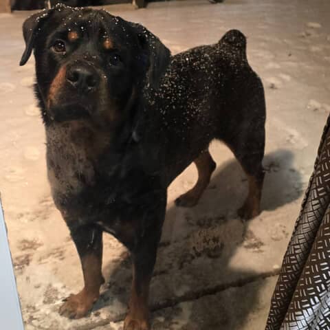 Zeus