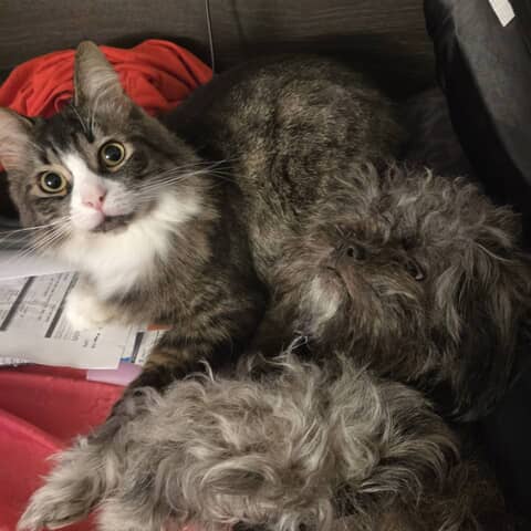 Mittens