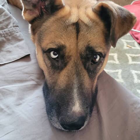 Buddy