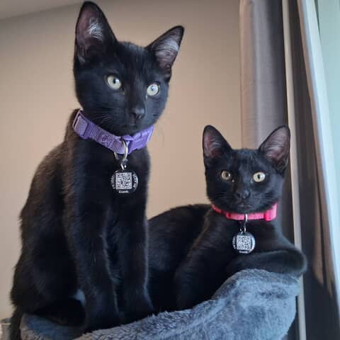 Charlie & Lillabit