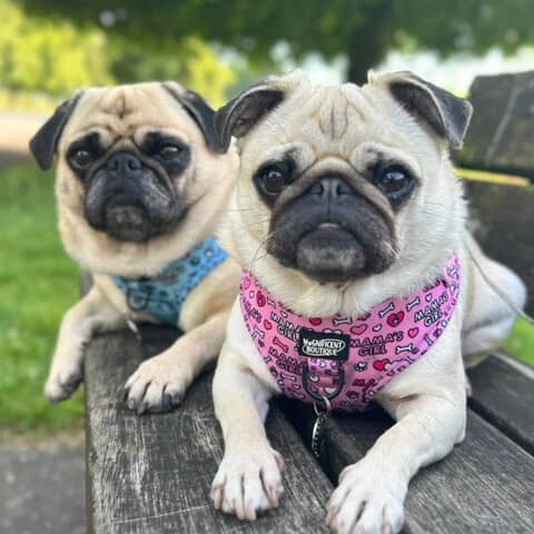Frankie and Lola