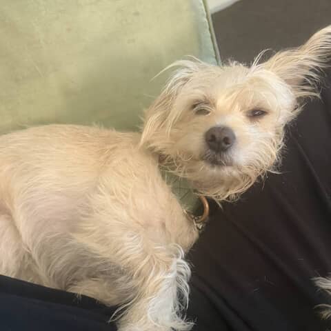 Archie