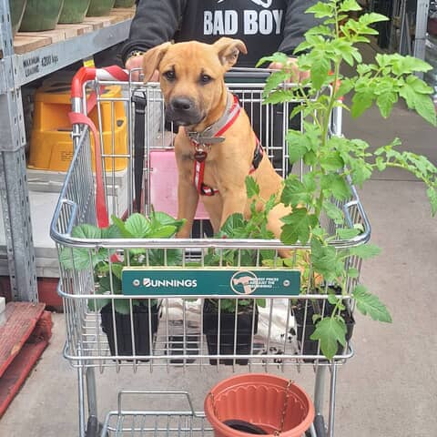 Willow