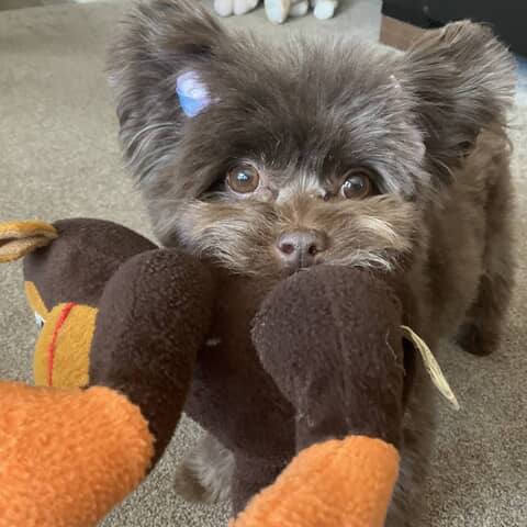 Maggie